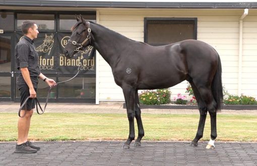 Almanzor - Staryn Glenn
