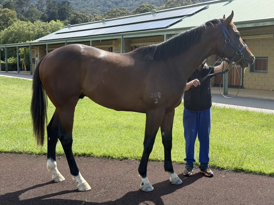 Ole Kirk – Costume