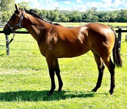 Epaulette - Submissive