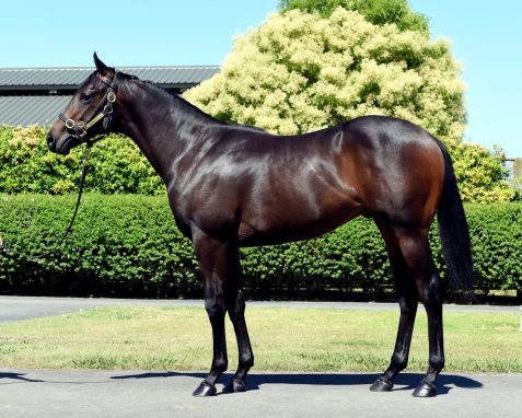 Proisir - One Swanstonstreet