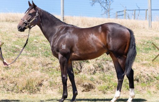 So You Think - Buccellati