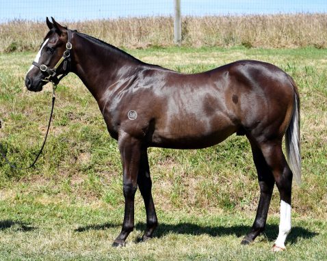 Un-named (Ace High - Soleil Dore)