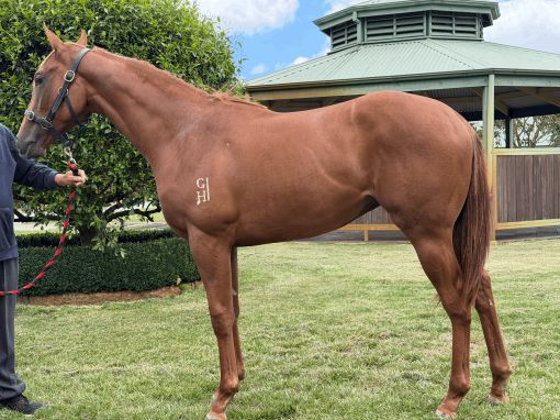 Un-named (All Too Hard - Sawn Off Shotgun)