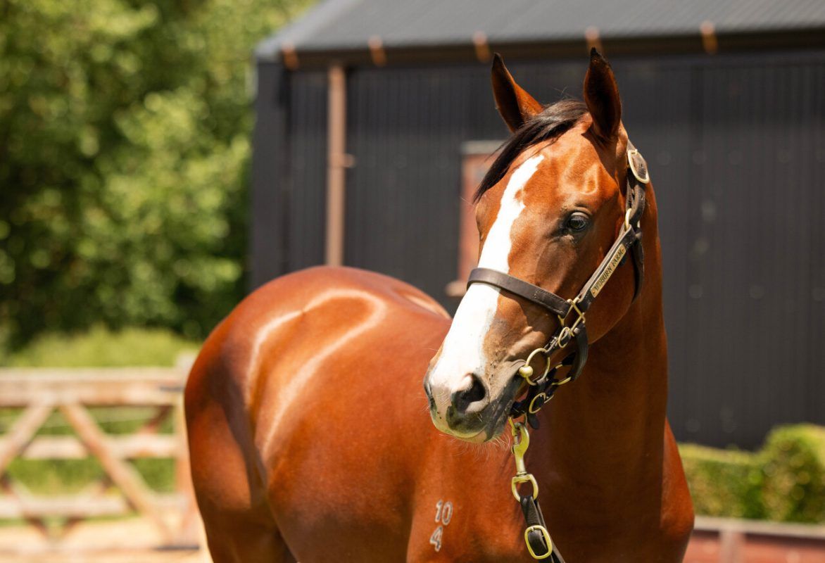 Un-named (Toronado – Kristalove)