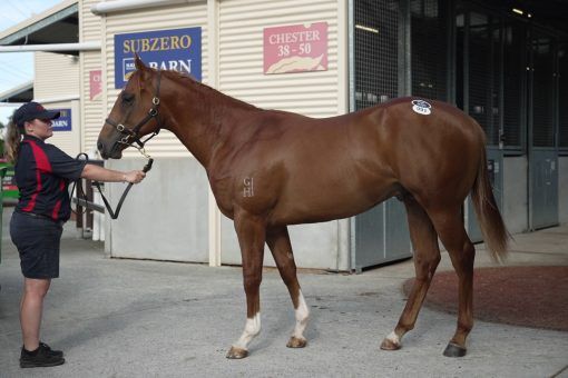 Un-named (Star Turn - So Stylish)