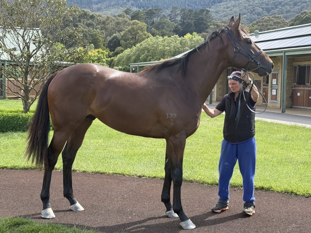 Zoustar – Construe