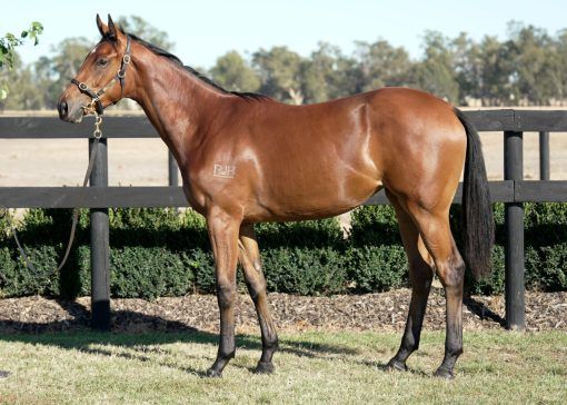 Un-named (Pierata - Special Diva)