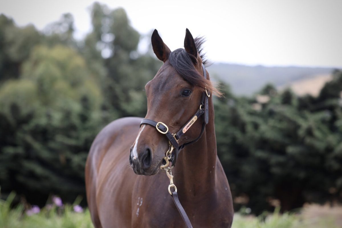 Un-named (So You Think – Split Image)