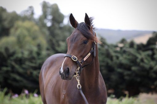 Un-named (So You Think - Split Image)