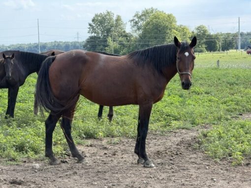 Upsell Hanover