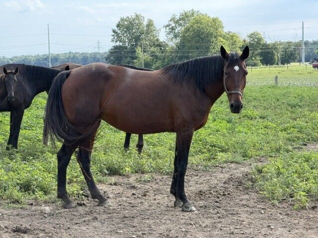 Upsell Hanover