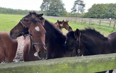 Meet the Horses Currently Available for Ownership