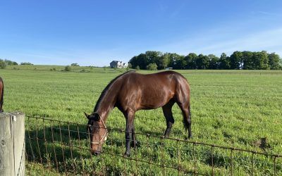 Welcome to Donnelly Standardbreds News