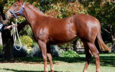 BACK TO BACK WINS FOR CHOSEN PRAYER