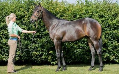 FIVE YEARLINGS ADDED TO PROVEN THOROUGHBREDS BOOKS FROM NZ SELECT SALE
