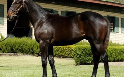 PROVEN THOROUGHBREDS FINISHES GOLD COAST SALE WITH MYBOYCHARLIE COLT