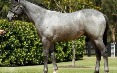 SO YOU THINK COLT ADDED TO PROVEN THOROUGHBREDS BOOK