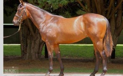 THIRD GOLD COAST PURCHASE BY PROVEN THOROUGHBREDS