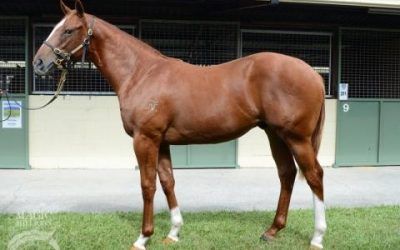 PROVEN THOROUGHBREDS GOES BACK TO THE SEBRING WELL