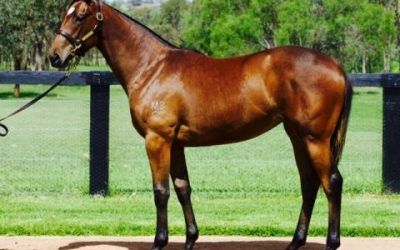 SEBRING FILLY FIRST PURCHASE OF 2015