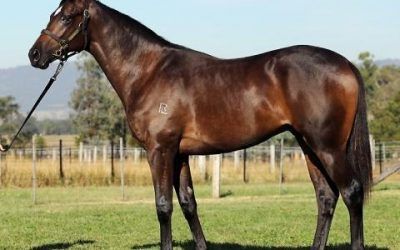ANOTHER SO YOU THINK FOR PROVEN THOROUGHBREDS