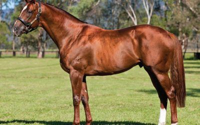 Big Run for Relatives of PROVEN YEARLINGS!