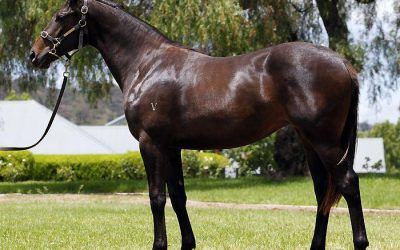 Spotlight Filly Congrats X Belscenica