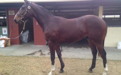 Rothesay colt joins Proven Thoroughbreds
