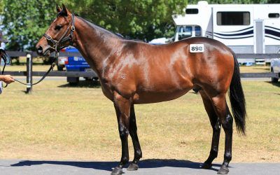 Impressive debut winner for Shocking