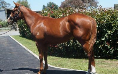 ​Bargain filly joins the Proven Thoroughbreds team