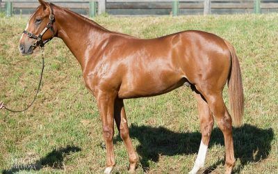 ​Two more from 2016 Gold Coast Magic Millions Sale!