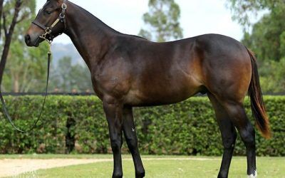 Proven Thoroughbreds ups the ante for Steve O’Dea