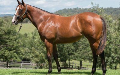 ​Quality NOT A SINGLE DOUBT filly joins Proven Thoroughbreds