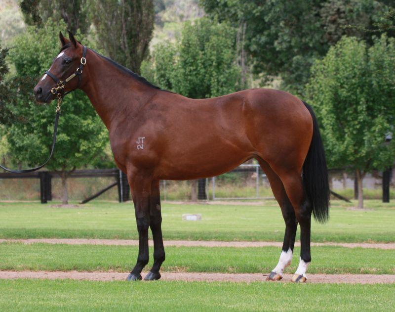 Half-sister to Group I winner VANBRUGH bought at Inglis Easter Sale ...