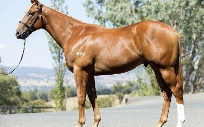 ​Another Choisir colt joins Proven Thoroughbreds!