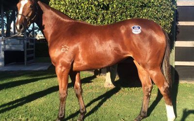 ​Proven strikes at Gold Coast National Yearling Sale