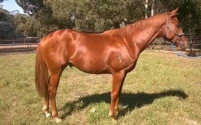 Metro Double to JIMMY CHOUX Adds to Appeal of John Thompson colt