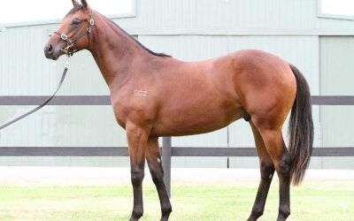​Pedigree update for AMERICAIN colt!