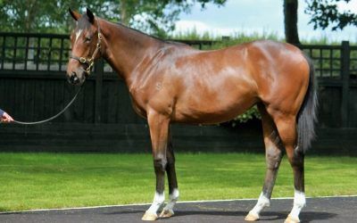 Three exceptionally priced yearlings from Karaka!