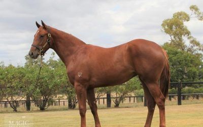 ​Sebring filly rounds out Magic Millions acquisitions