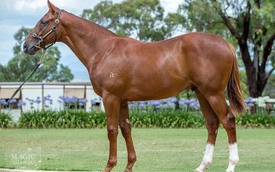 ​Eurozone colt out of stakes winning mare!