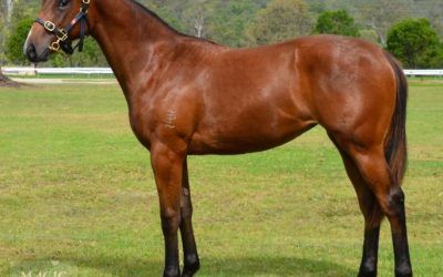 More Than Ready filly joins Proven Thoroughbreds