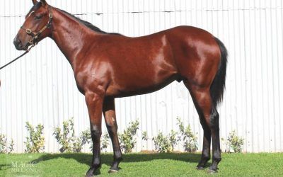 ​Exceptionally priced colt by under-rated sire!