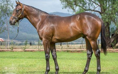 ​Aquis and Proven strike early at the 2017 Magic Millions