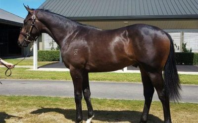 ​Outstanding colt from Karaka Select Sale