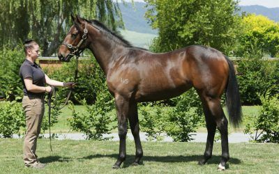 ​Yearlings by SAVABEEL & TAVISTOCK from Karaka!