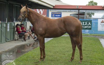 ​Two fillies with Magic Millions and QTIS bonuses!