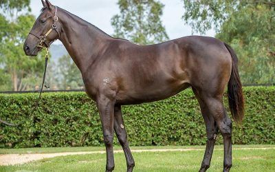 ​Proven picks up two at Adelaide Magic Millions Yearling Sale