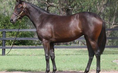 Two bargain yearlings from Melbourne Premier Sale