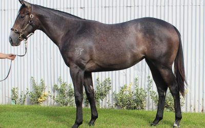 ​Two late additions from Inglis Easter Yearling Sale